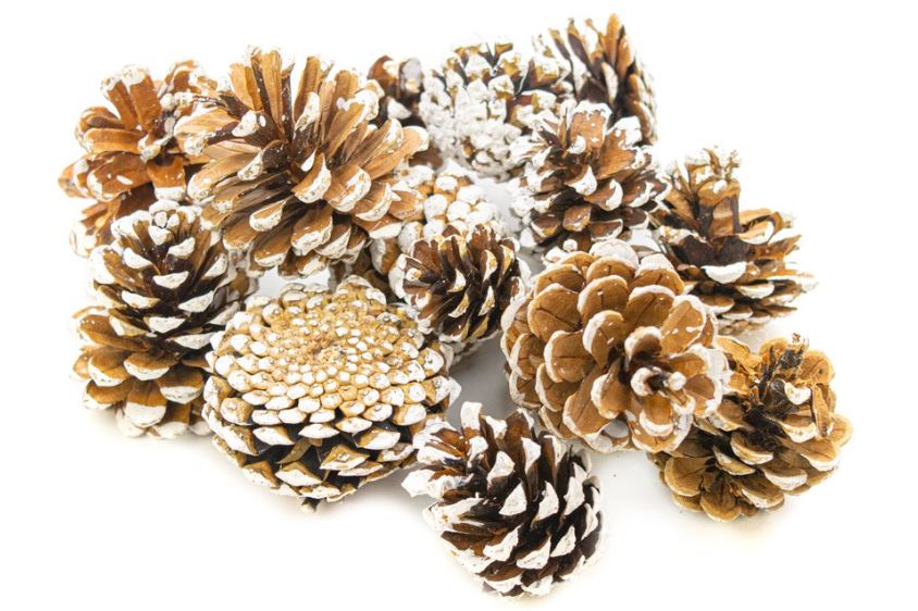 Assorted White Tipped Pine Cones 250gm - Lynendo Trade Store