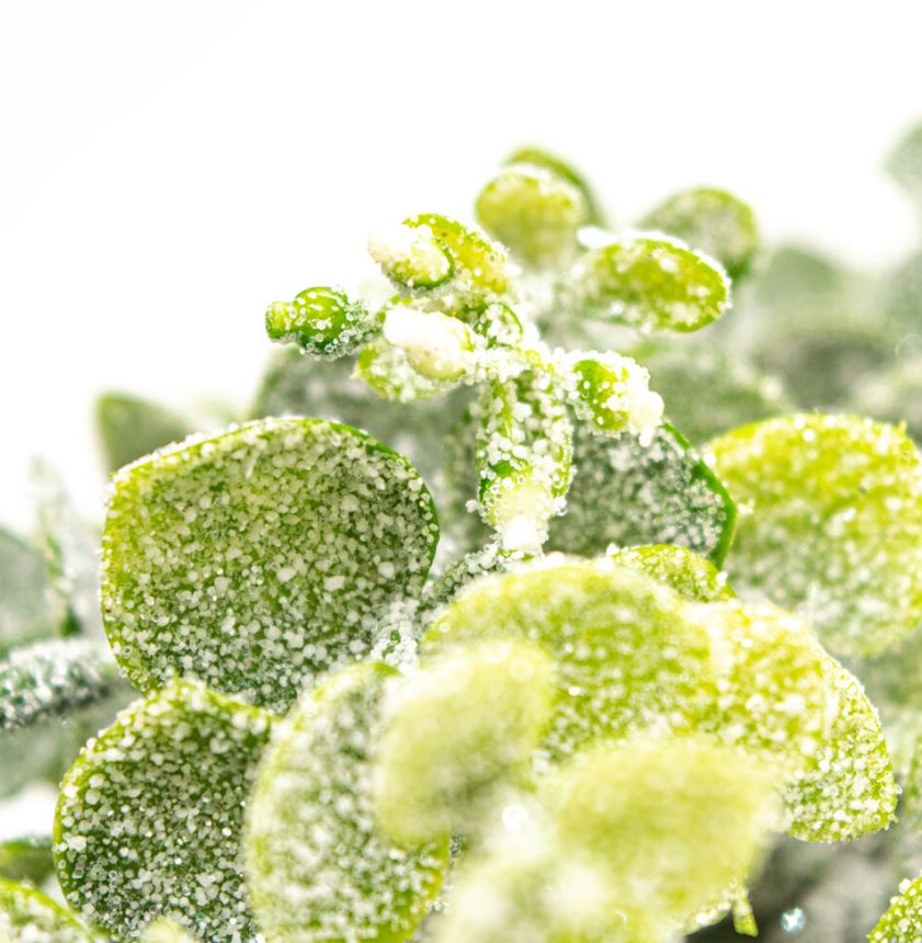 Eucalyptus Bunch with Frost - Christmas Ornament - Frosted Petals - Lynendo Trade Store